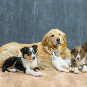 Fruit And Vegetable Field Avocado Doll Plush